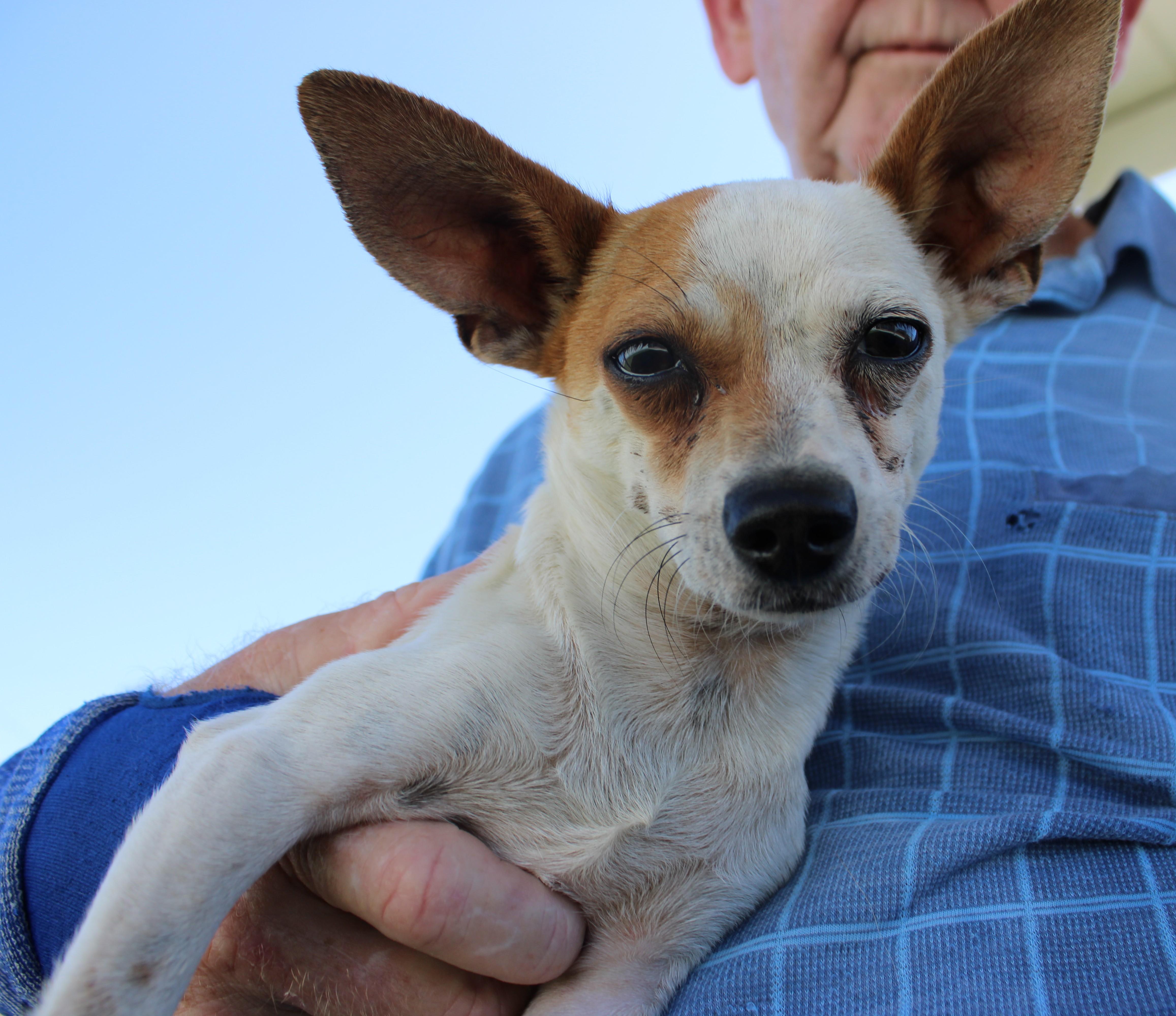 An adult small-sized male White / Cream Chihuahua dog named Jim for adoption in Wasco, CA