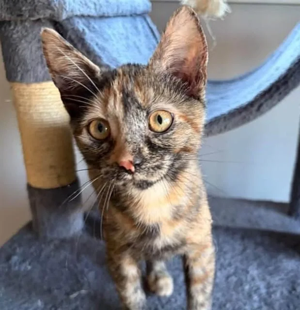 A baby small-sized female Domestic Short Hair cat named Marcie for adoption in Springfield, MA