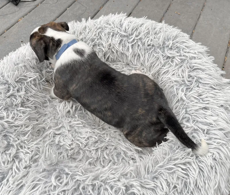 Charlie Brown thumbnail 5