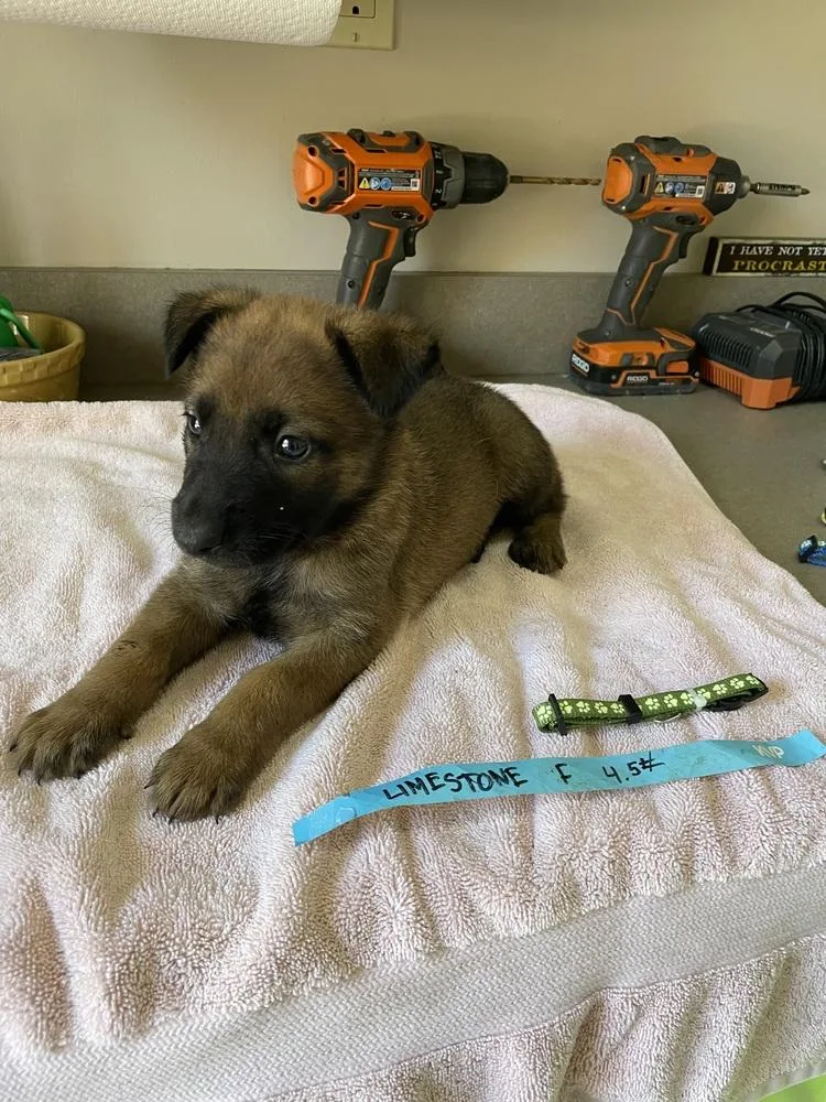 A baby small-sized female Belgian Shepherd / Malinois dog named Geo Pups Limestone  for adoption in Imlay City, MI
