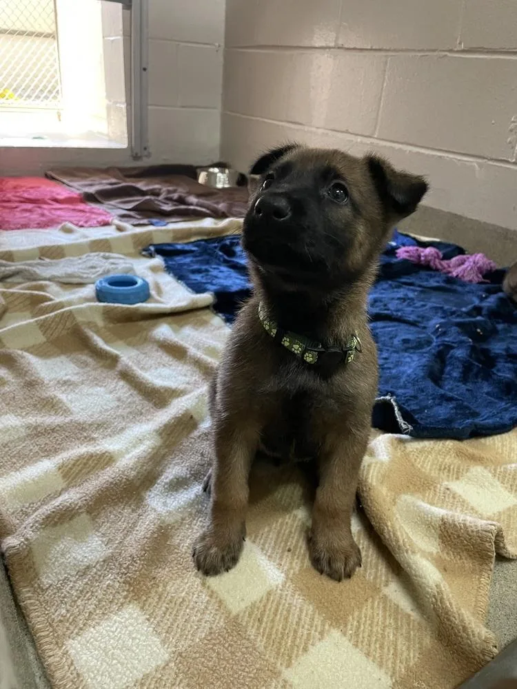 Geo Pups Limestone  thumbnail 2