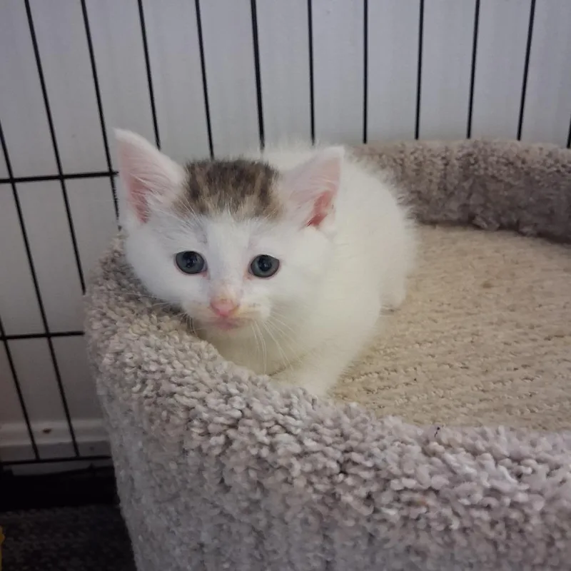 Loki