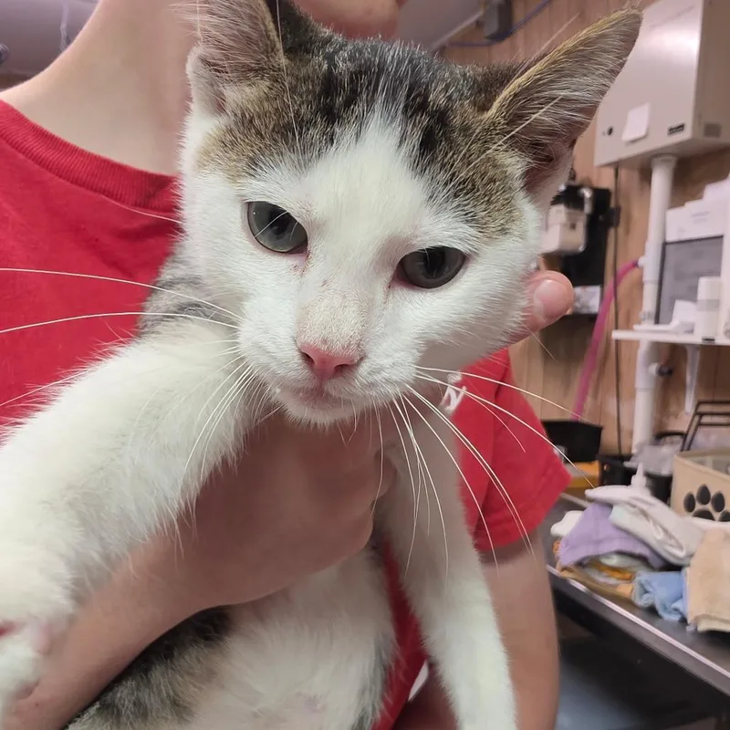A baby small-sized male White Domestic Short Hair cat named Luno for adoption in Leander, TX