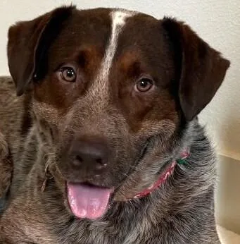 An adult medium-sized male Tricolor (Brown, Black, & White) German Wirehaired Pointer dog named Rocky for adoption in Dallas, TX