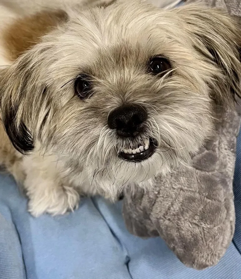 An adult small-sized female Shih Tzu dog named Cherry Pie for adoption in Pasadena, CA
