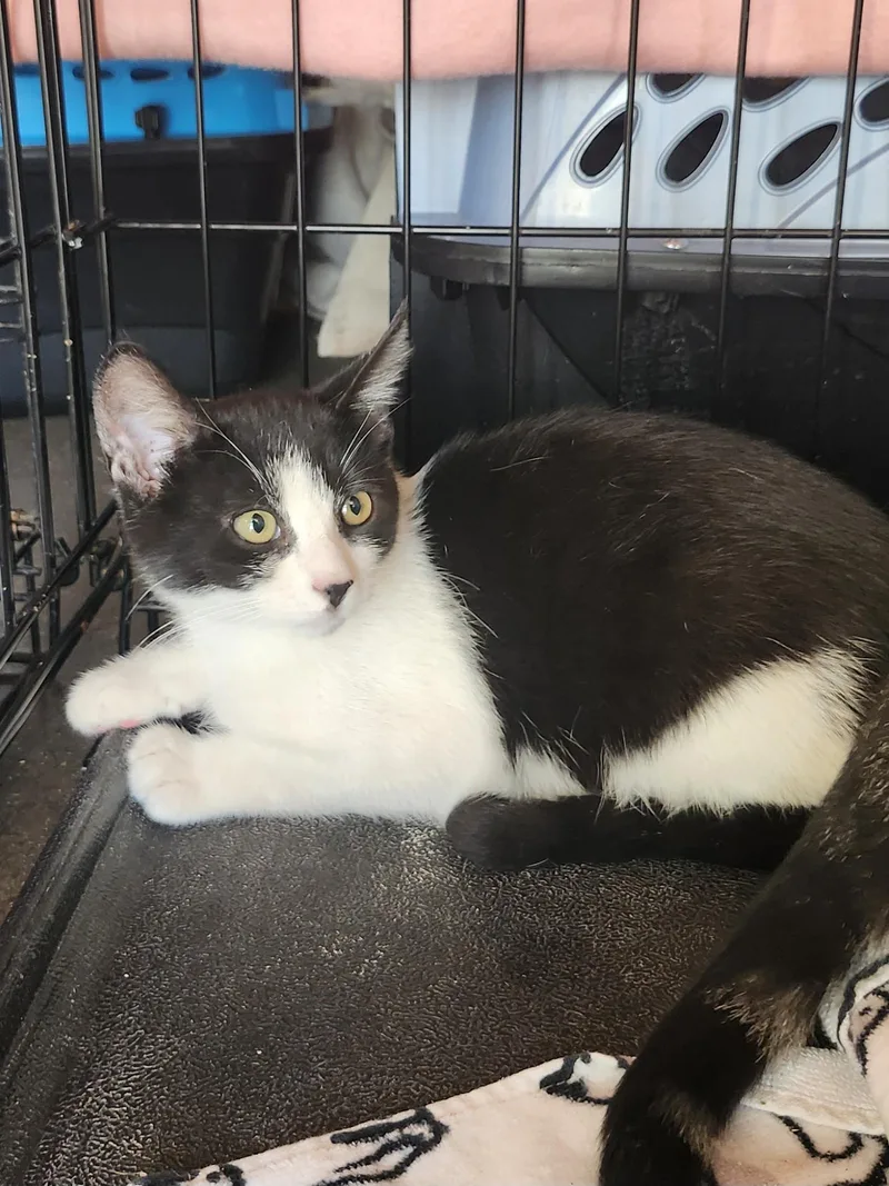 A baby medium-sized male Black & White / Tuxedo Domestic Short Hair cat named Kason for adoption in East Brunswick, NJ