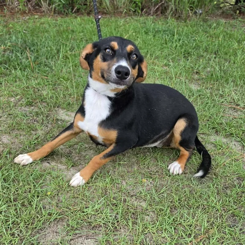 A baby medium-sized female Tricolor (Brown, Black, & White) Australian Kelpie dog named Delta for adoption in Foley, AL