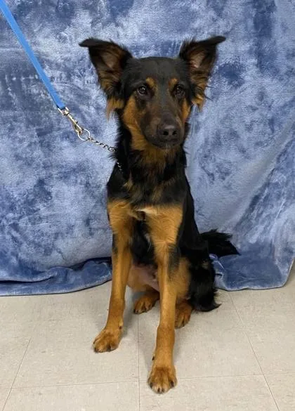 A young medium-sized male German Shepherd Dog dog named Luther for adoption in McCook, NE