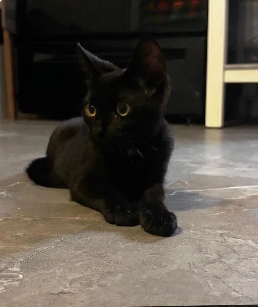 A baby small-sized female Domestic Short Hair cat named Wednesday for adoption in Herculaneum, MO