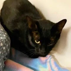 A young medium-sized female Black Domestic Short Hair cat named Foot Fault for adoption in Green Valley, AZ