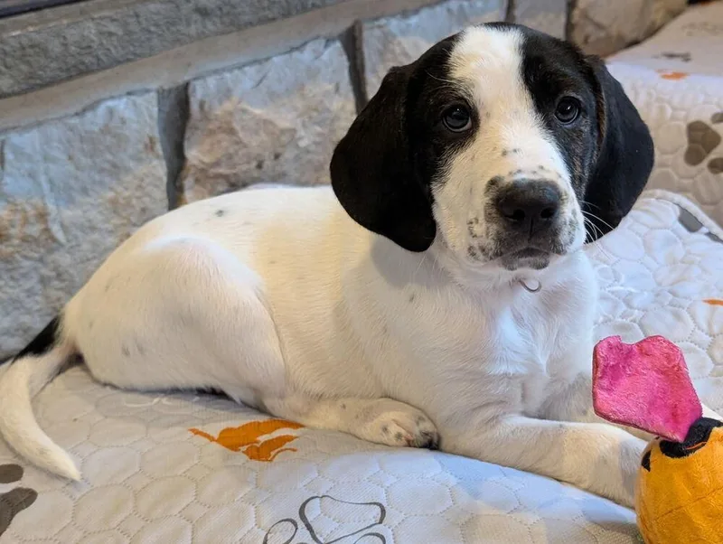 A baby medium-sized female Tricolor (Brown, Black, & White) Plott Hound dog named Jewel for adoption in Pottstown, PA