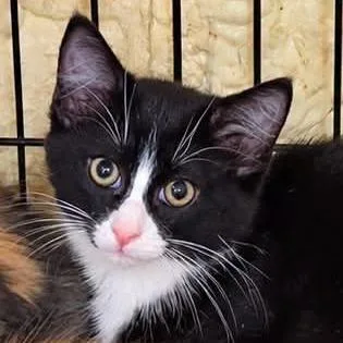 A baby small-sized male Black Domestic Short Hair cat named Shanky for adoption in Park Falls, WI