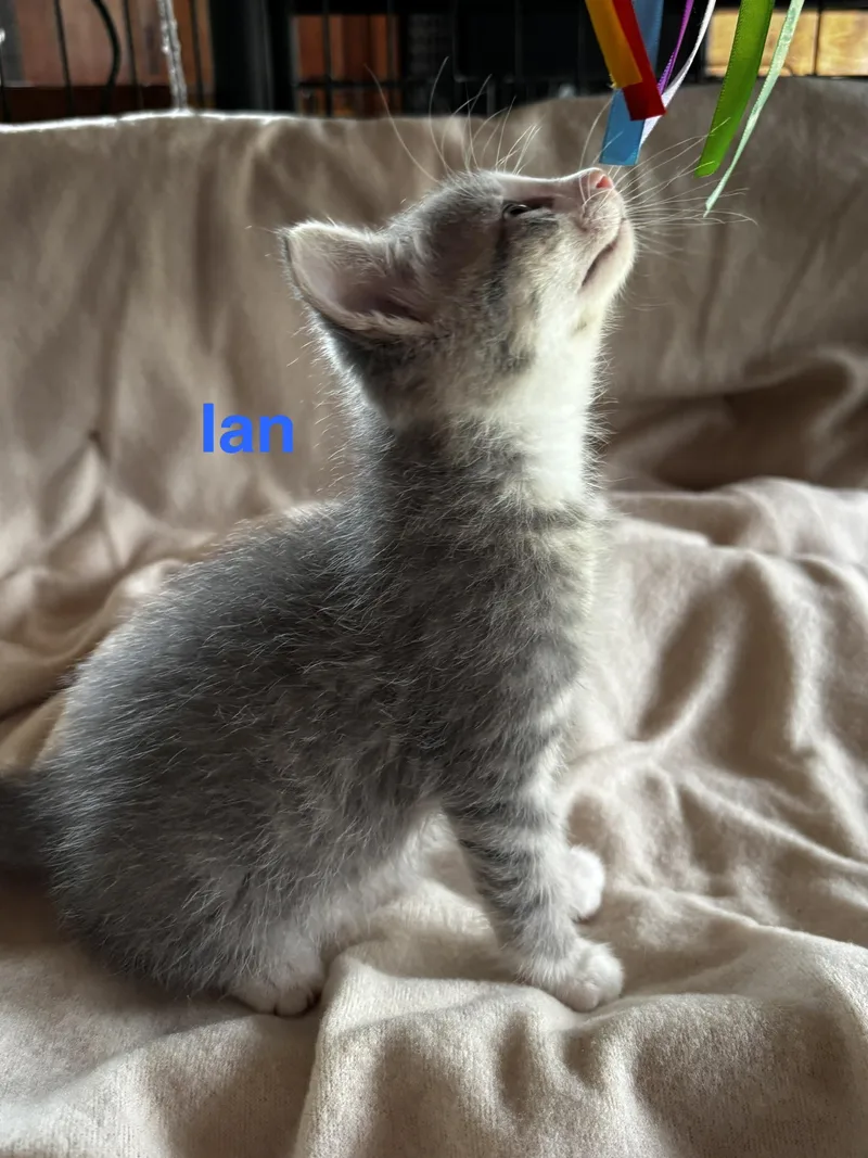 Ian