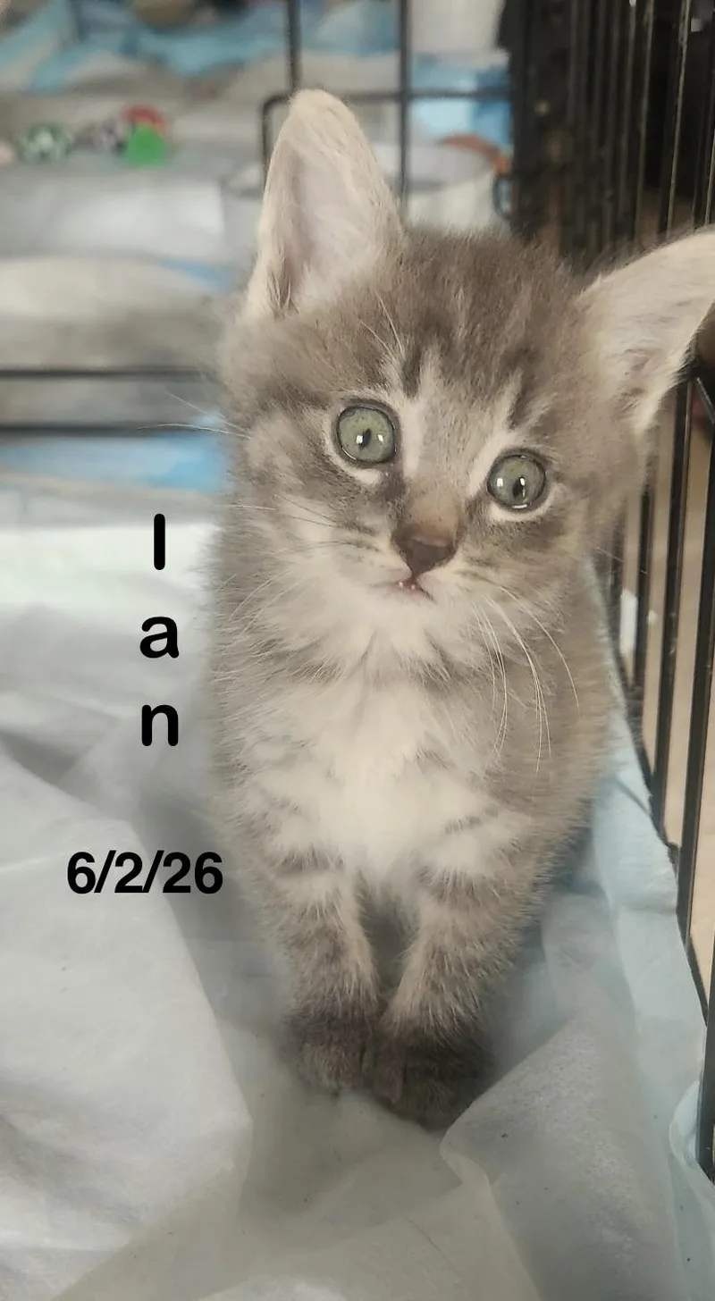 Ian thumbnail 3