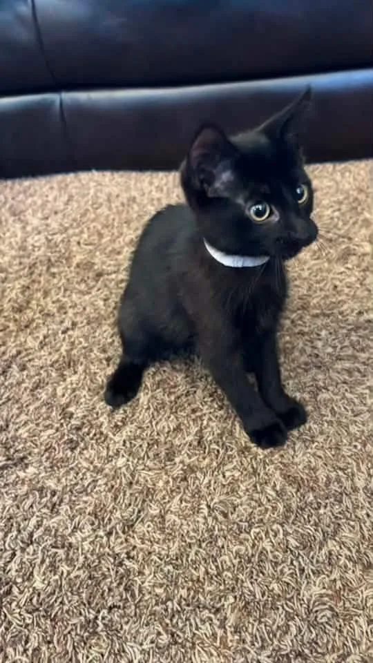 A baby small-sized male Domestic Short Hair cat named Nike for adoption in Ogden, UT