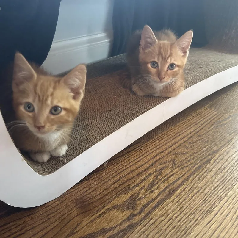 A baby small-sized male Orange / Red Domestic Short Hair cat named Thing for adoption in Fairfax, VA