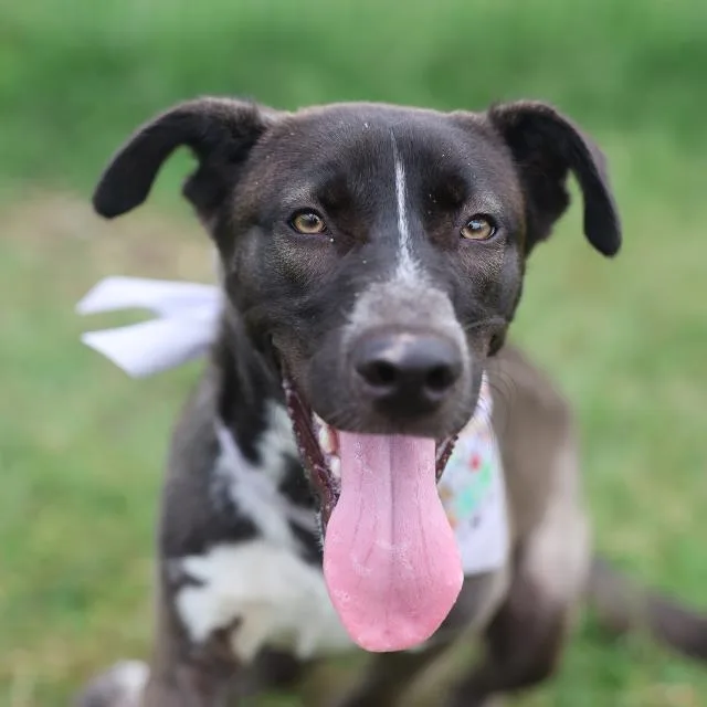 A young medium-sized female Shepherd dog named Penelope for adoption in San Antonio, TX