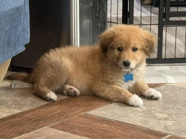 A baby medium-sized male Golden Retriever dog named Rowdy for adoption in Plainfield, IL