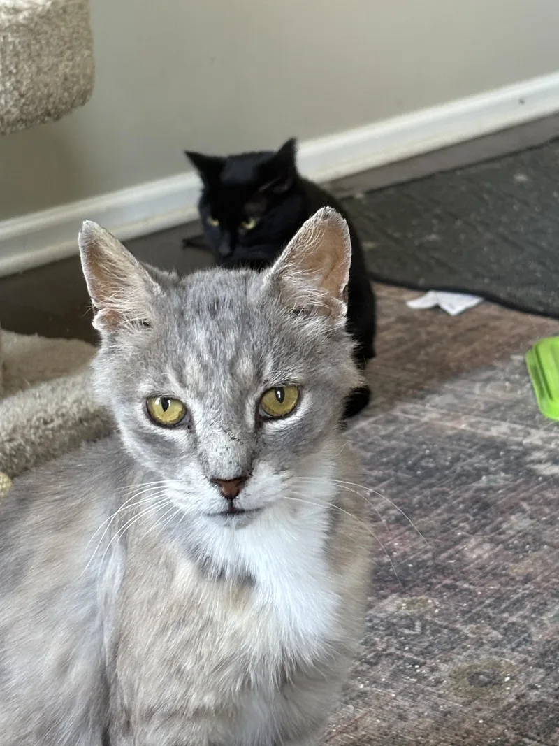 A senior medium-sized male Tabby (Gray / Blue / Silver) Domestic Short Hair cat named Apollo for adoption in Warminster, PA