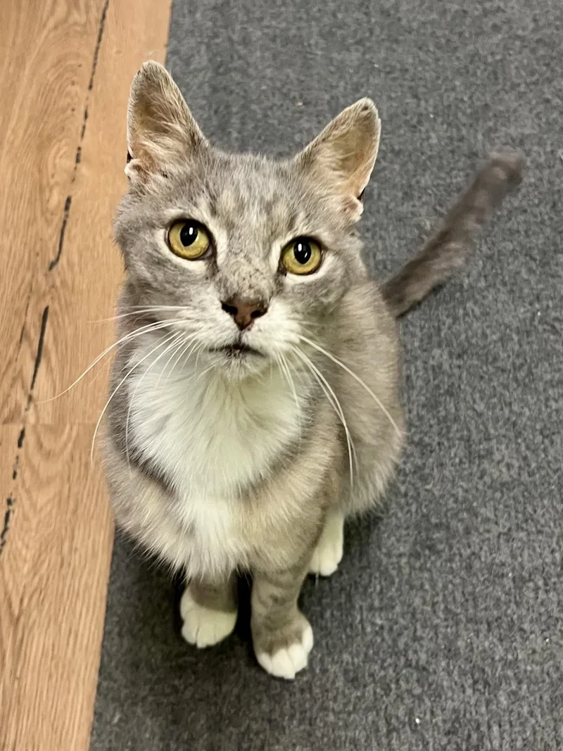 Apollo thumbnail 2