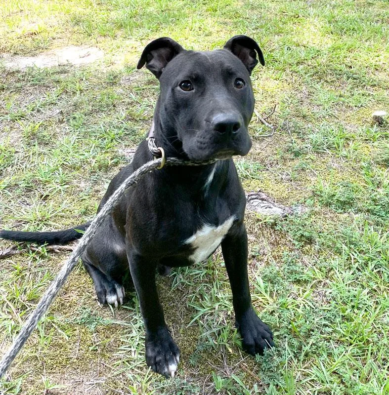 Jett