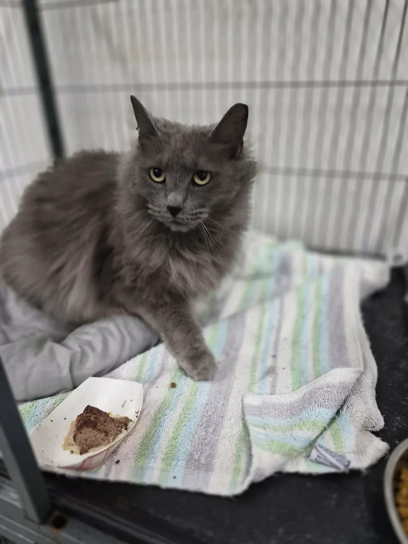 A young medium-sized female Gray / Blue / Silver Domestic Long Hair cat named Tess for adoption in West Palm Beach, FL
