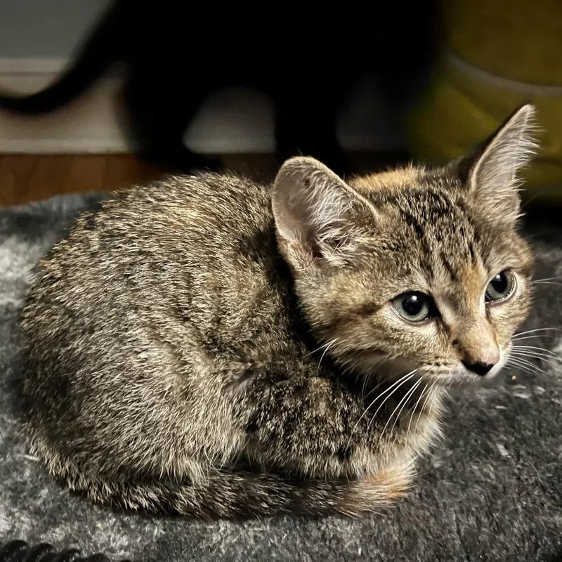 A baby small-sized female Torbie Domestic Short Hair cat named Cross Stitch for adoption in St. Paul, MN