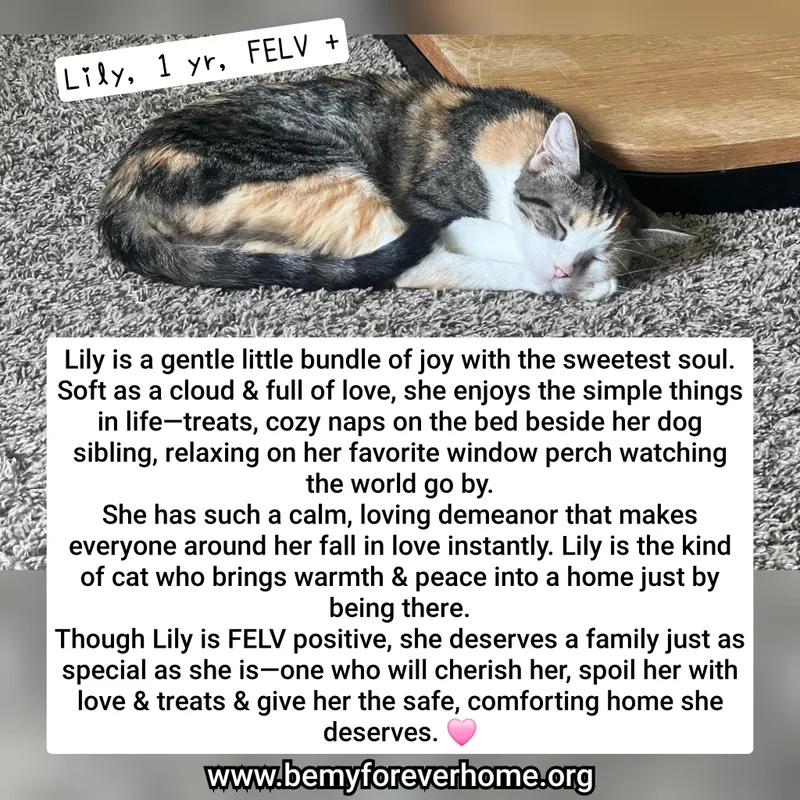 A baby small-sized female Calico cat named Lily for adoption in Plano, TX
