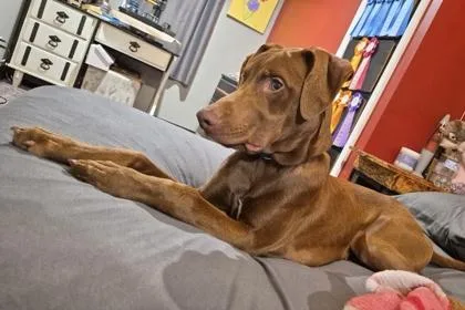 An adult small-sized male Doberman Pinscher dog named Gobi for adoption in St. Anne, IL