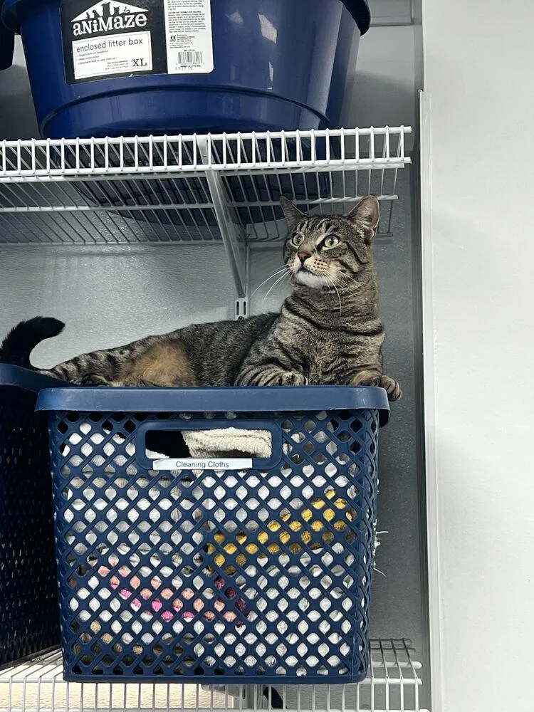 An adult medium-sized male Domestic Short Hair cat named Marley for adoption in Milltown, NJ