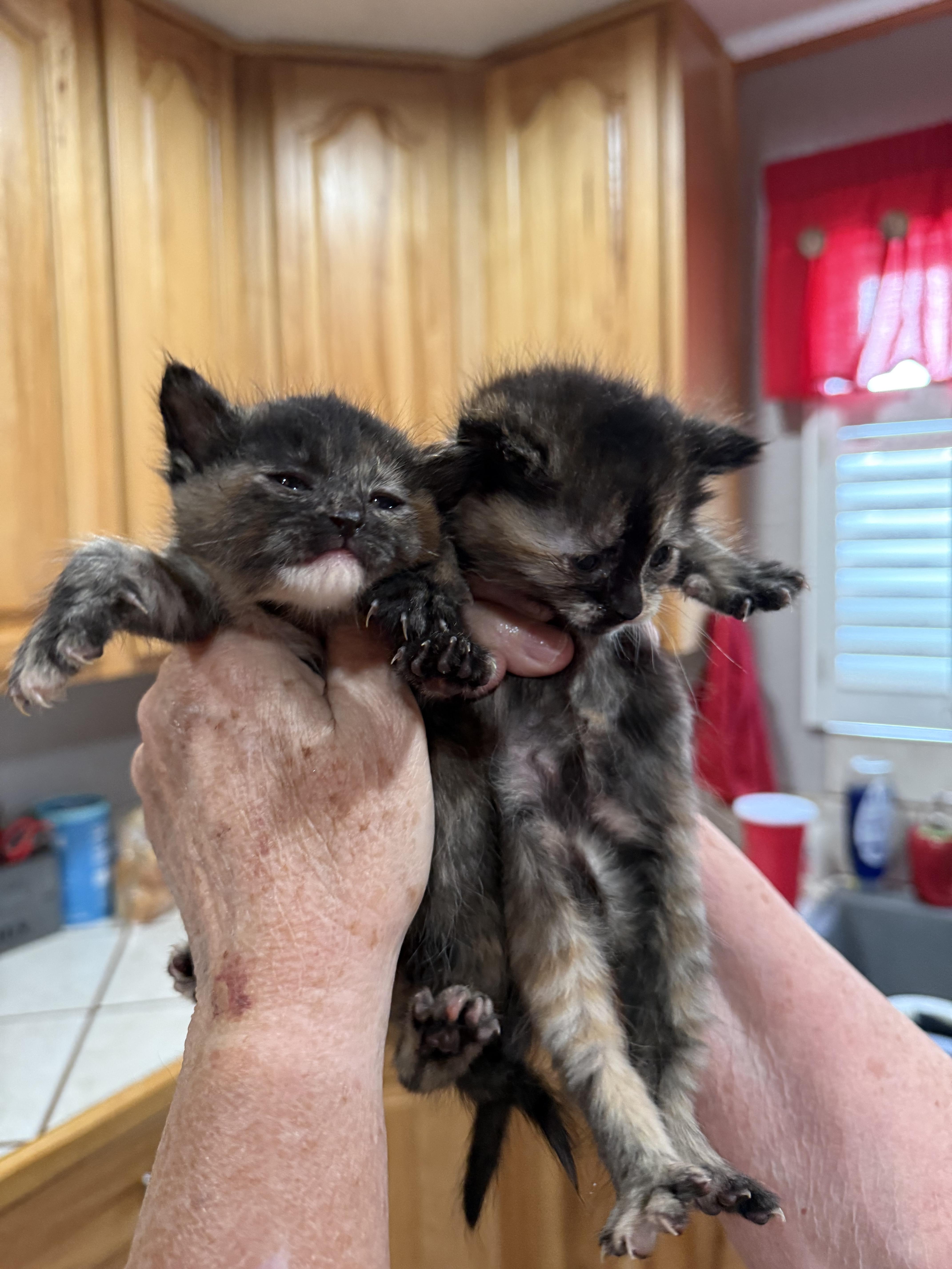 A baby medium-sized female Torbie Dilute Tortoiseshell cat named Guinevere for adoption in Tracy, CA