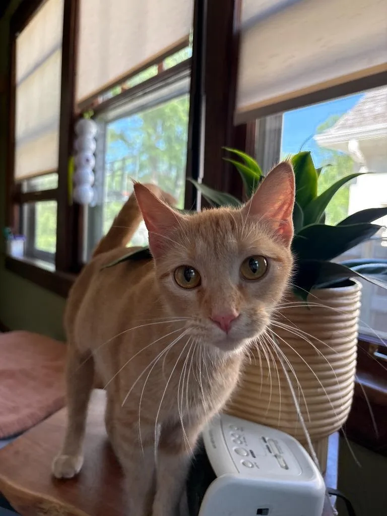A young medium-sized female Domestic Short Hair cat named Zucchero for adoption in Minneapolis, MN