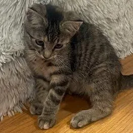 A baby medium-sized female Torbie cat named Brie for adoption in Sacramento, CA