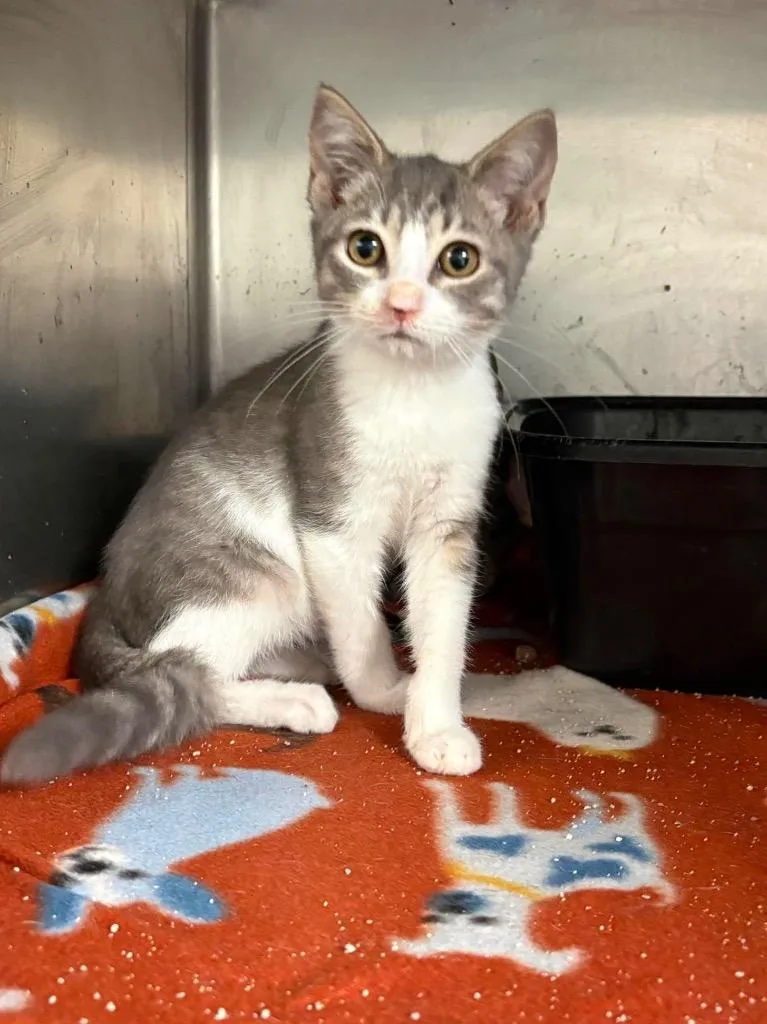 A baby small-sized female Domestic Short Hair cat named Syd Blackmarr for adoption in Tifton, GA
