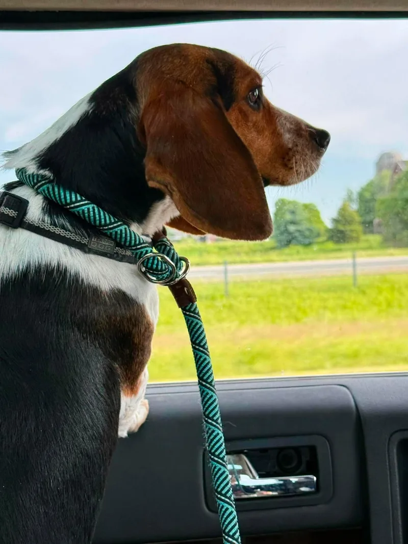 A young medium-sized female Beagle dog named Bette for adoption in Livonia, MI