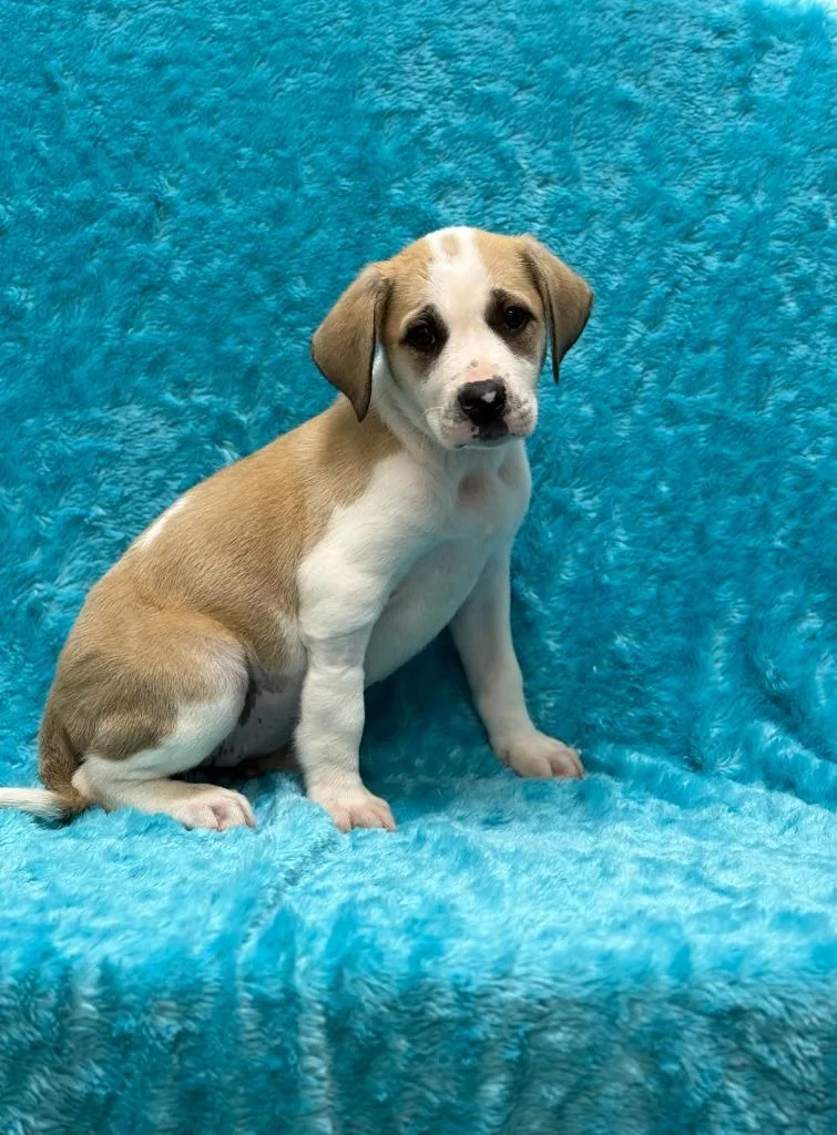 A baby small-sized female Pit Bull Terrier dog named Sally for adoption in Little Elm, TX