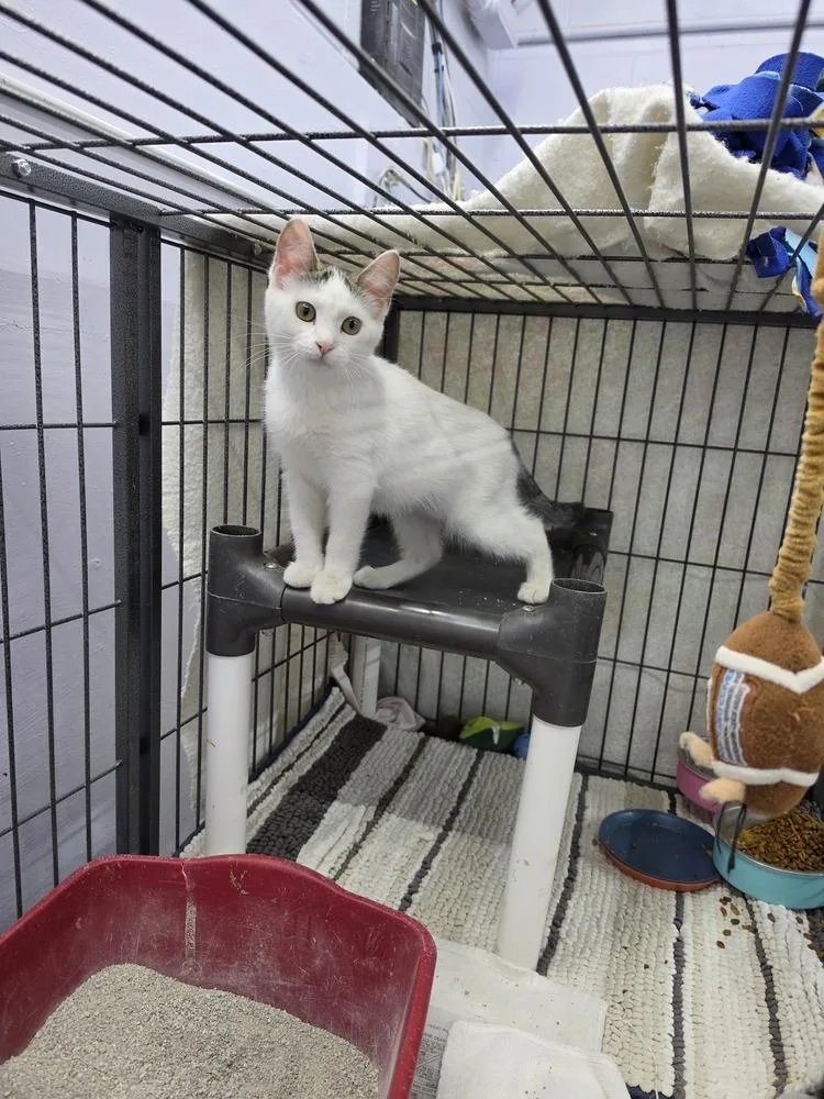 A baby small-sized female Black & White / Tuxedo Domestic Short Hair cat named Dot for adoption in Mishawaka, IN