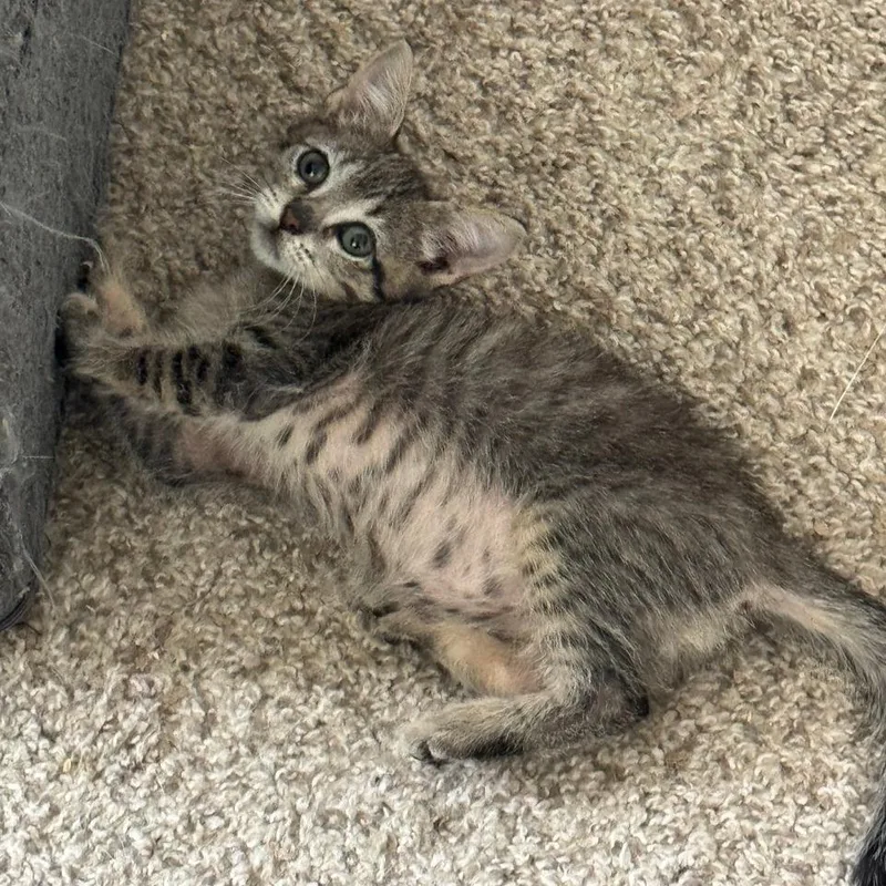 A baby small-sized male Brown / Chocolate Domestic Short Hair cat named A Magical Orb for adoption in Austin, TX