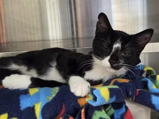 A baby small-sized female Domestic Short Hair cat named Socks for adoption in Ames, IA