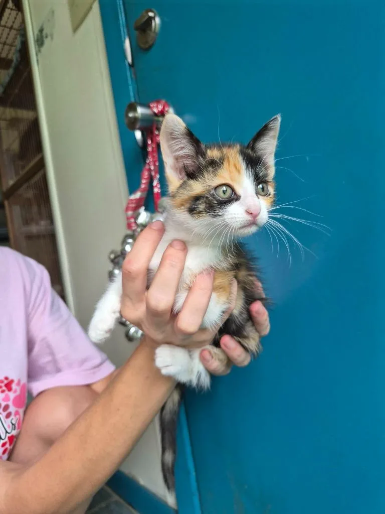 A baby medium-sized female Calico cat named Princess for adoption in Center, TX
