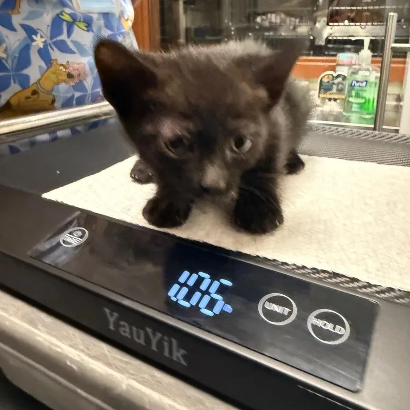 A baby small-sized female Black Domestic Long Hair cat named Victoria for adoption in Upland, CA