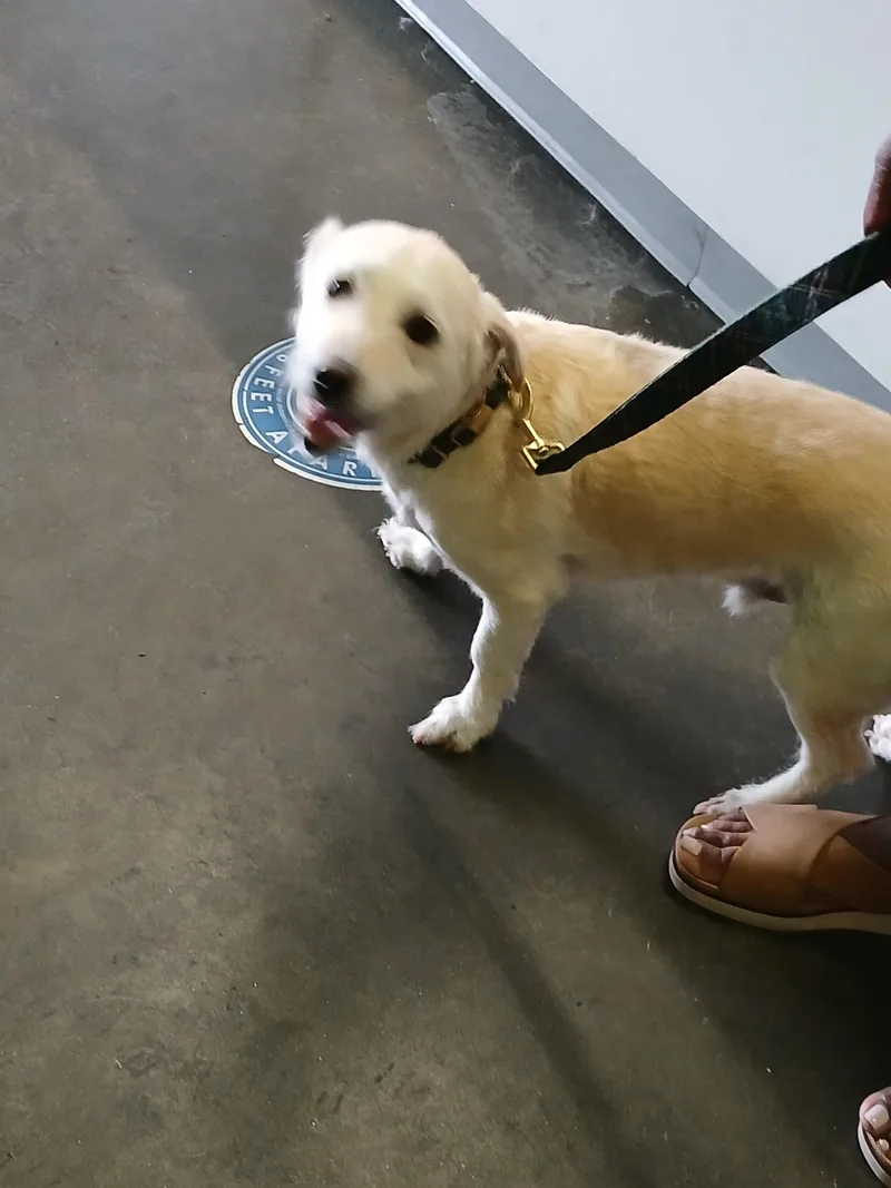 An adult medium-sized male Poodle dog named Hudson for adoption in Los Angeles, CA