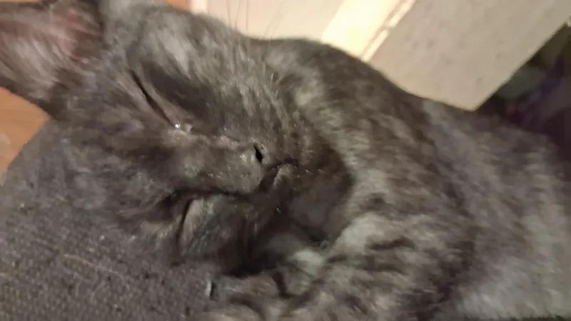 A baby small-sized male Domestic Short Hair cat named Foggy for adoption in Randolph, AL