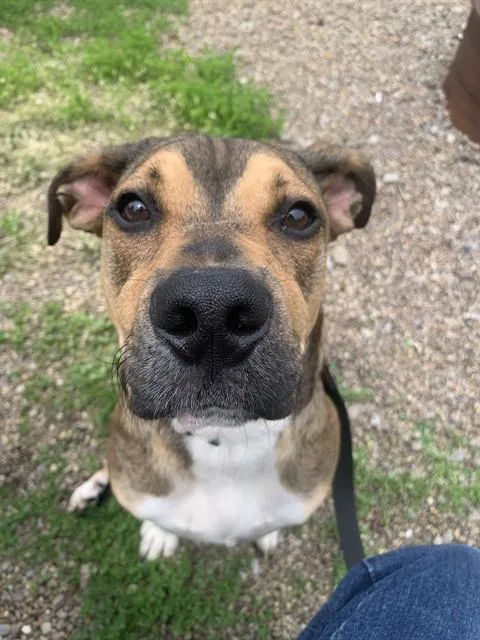 A young medium-sized male Boxer dog named Stitch for adoption in Aliquippa, PA