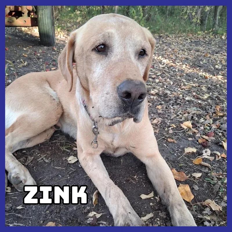An adult large-sized male Yellow / Tan / Blond / Fawn Yellow Labrador Retriever dog named Zink Stray for adoption in Glenwood, MN