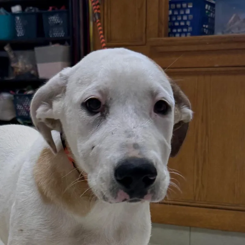 A young large-sized female White / Cream Mixed Breed dog named Aayla for adoption in Jacksonville, AR