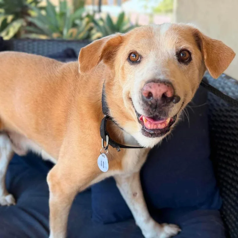 A senior medium-sized male Yellow / Tan / Blond / Fawn Yellow Labrador Retriever dog named Colonel Mustard for adoption in Ramona, CA