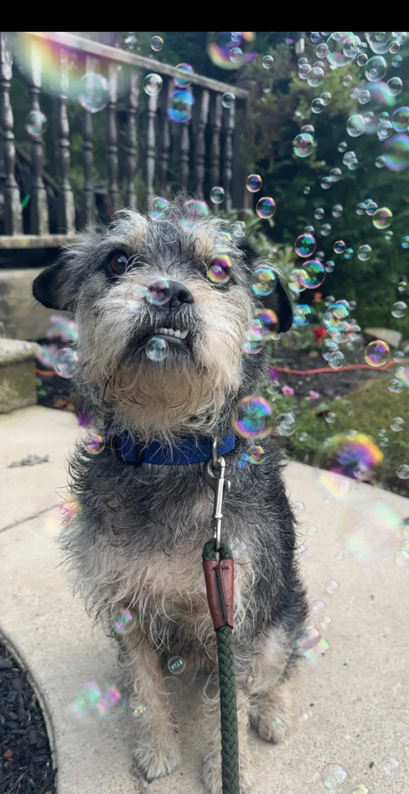 An adult medium-sized male Gray / Blue / Silver Schnauzer dog named Dill Weed for adoption in Bridgeton, NJ