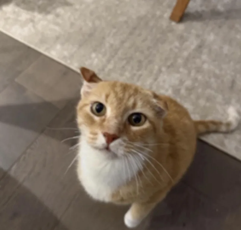 An adult medium-sized male Domestic Short Hair cat named Yoda for adoption in Ponte vedra, FL