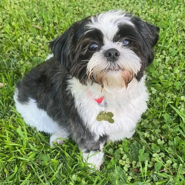 A young small-sized male Shih Tzu dog named Georgie for adoption in Santa Monica, CA